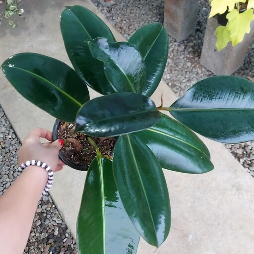 فیکوس بلک  Ficus black 
هزینه ارسال بصورت پس کرایه و بعهده مشتری می باشد