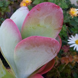 گلدان ساکولنت جذاب کوتیلدون با حاشیه های سرخ جذاب و دوست داشتنی