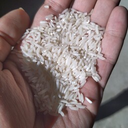 برنج پرمحصول گیلان امساله