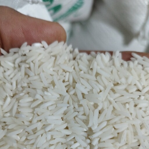 برنج  طارم هاشمی درجه یک فریدونکنار مستقیم از کشاورز 10 کیلویی