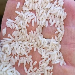 برنج کشت دوم (20کیلوئی) امراللهی و بهنام بوجار و سورت شده صداقت