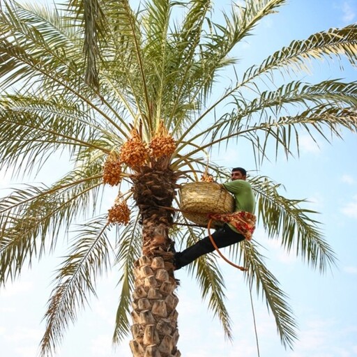 خرما بریم    صادراتی  وزن 1کیلو گرم  در بسته بندی کارتنی و جعبه ای درجه یک خرید مستقیم از باغدار