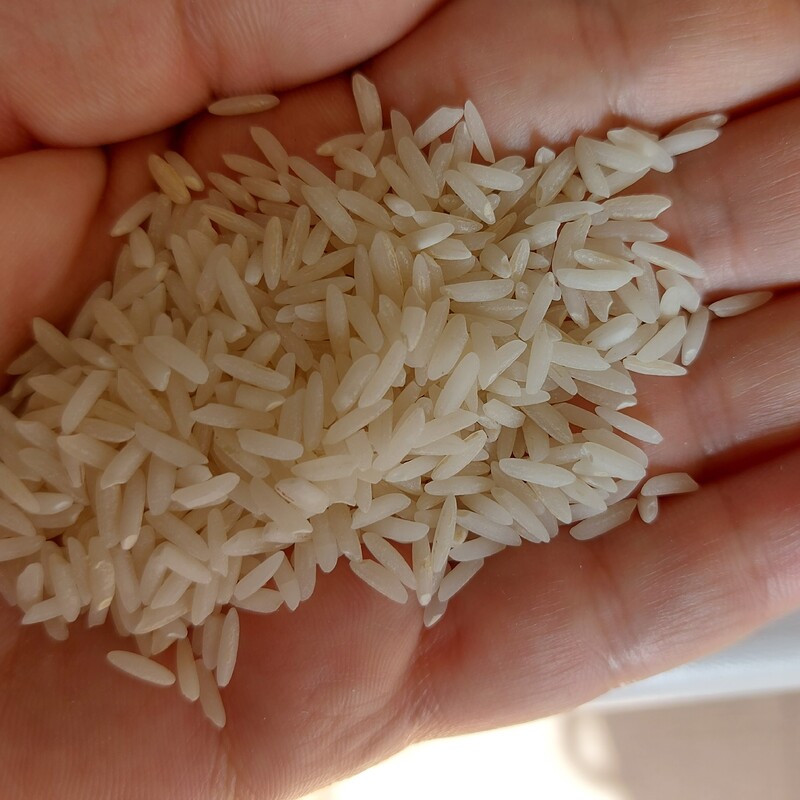 برنج مجلسی(بنام) کشت تابستان1402.برنج خیلی کمیاب و مرغوبیه 