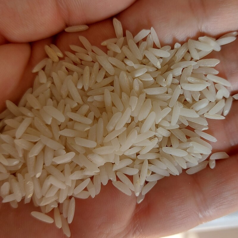 برنج مجلسی (بنام).خوش عطرو پخت کشت دوم 1401.کیسه 10 کیلویی