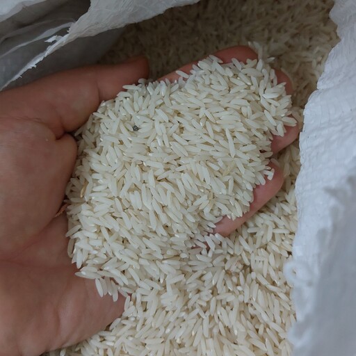 برنج طارم هاشمی.خوش عطرو پخت.کشت تابستان1402.کاملا ارگانیک