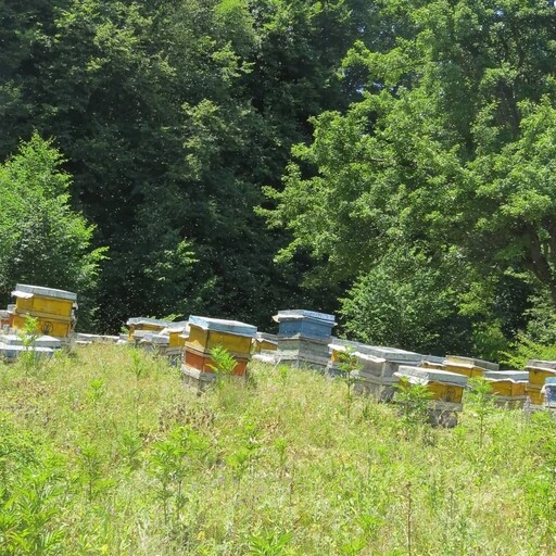 عسل طبیعی جنگلی دو کیلویی(ارسال رایگان)(مستقیم از زنبوردار)(با برگه آزمایشگاه)