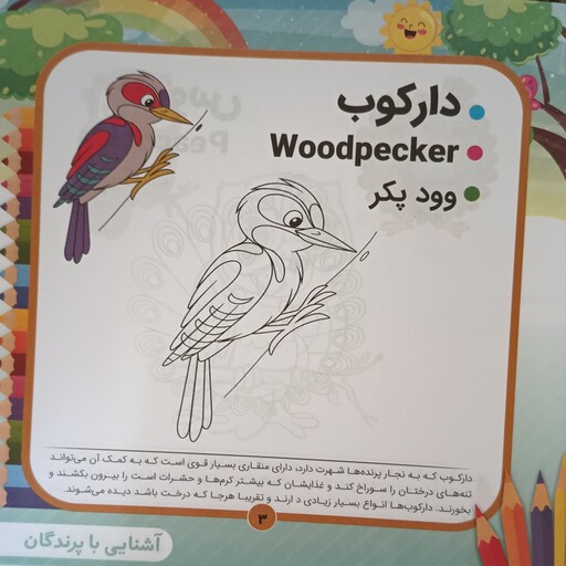 کتاب آشنایی با پرندگان همراه رنگ آمیزی