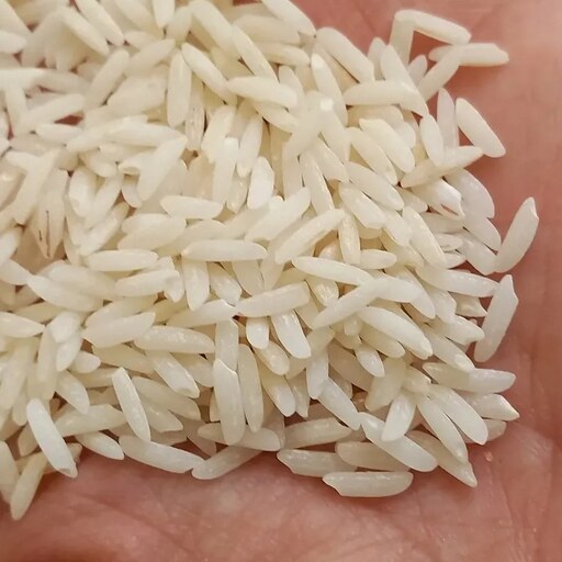 برنج فجر گرگان درجه یک 