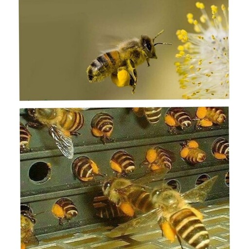 گرده گل کوهی شفاهیر(500 گرم)(ارسال فوری)(مستقیم از زنبور دار)