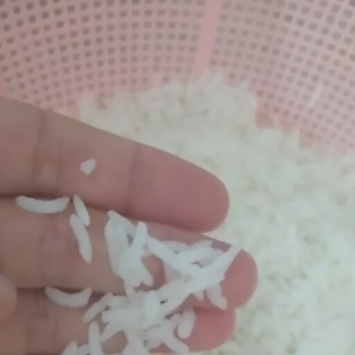 برنج طارم هاشمی امسال کشت اول(بسته بندی ده و بیست کیلویی)