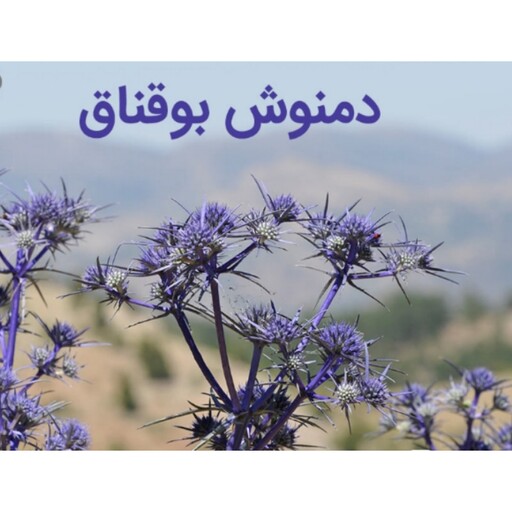 گیاه بوقناق خشک 500 گرم (ارسال از قم) 