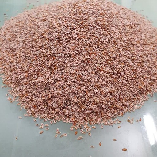 بذر اسفرزه هندی 500 گرم (ارسال از قم) 