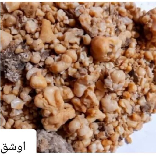 اوشق(فاسوخ مغربی یا وشا)50گرم