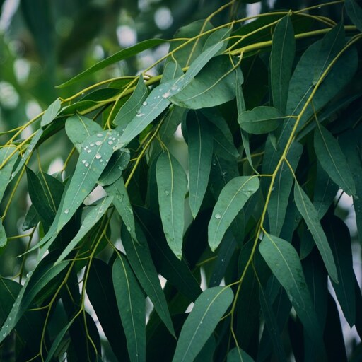 کود تقویتی مخصوص درخت اکالیپتوس ظرافت وزن 50 گرم