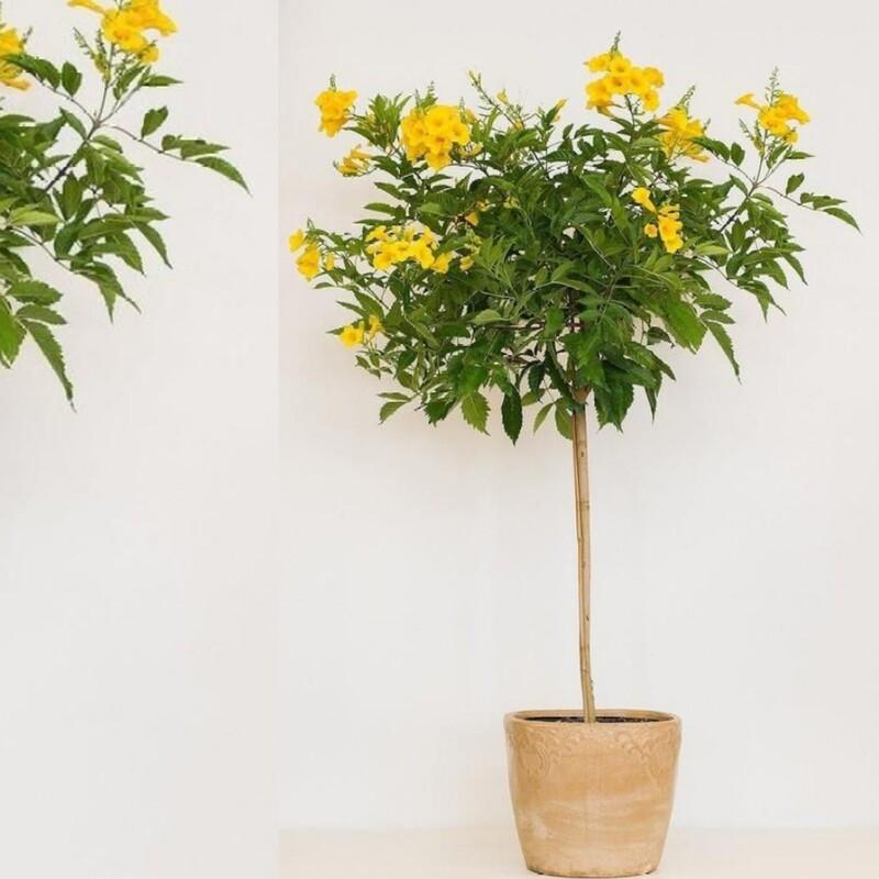 نهال درخت  تکوما  مناسب گلدان باغچه یا بنسای کردن