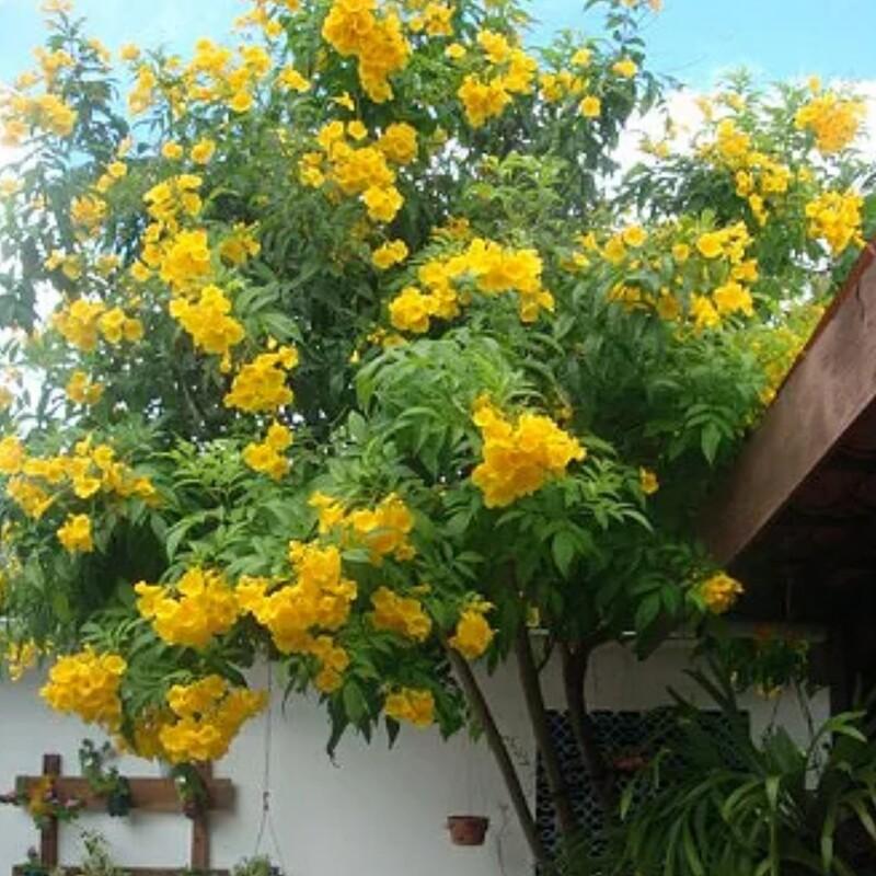 نهال درخت  تکوما  مناسب گلدان باغچه یا بنسای کردن