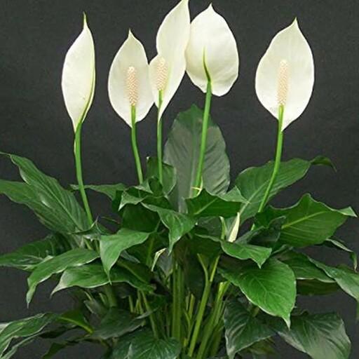 گلدان اسپاتی فیلوم بزرگ و پر پاجوش