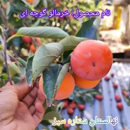  نهال  خرمالو گوجه ای   2ساله( پک 3عددی) 