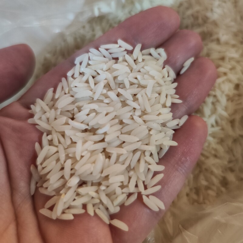 برنج طارم کشت اول فریدونکنار با عطر و طعم عالی 