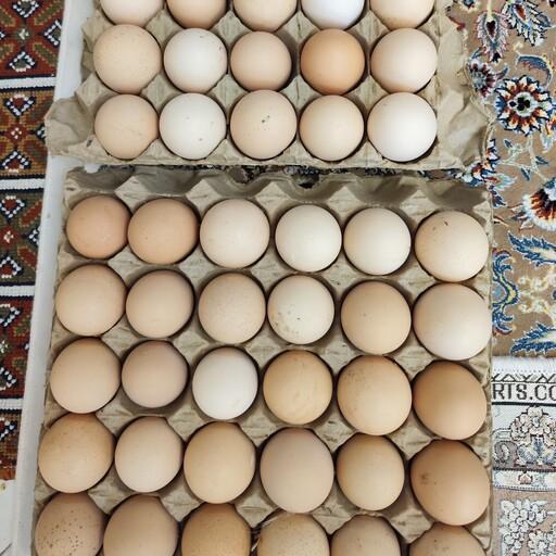 یک شانه تخم مرغ محلی متوسط تعداد 30 عدد قیمت هر عدد 6500و فروش عمده با قیمت 6ت