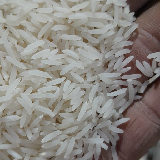 برنج فجر گرگان ارسال به سراسر ایران 