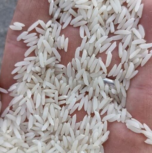 برنج طارم هاشمی (5کیلویی) کشت اول خوش عطر غربال و سورت شده 