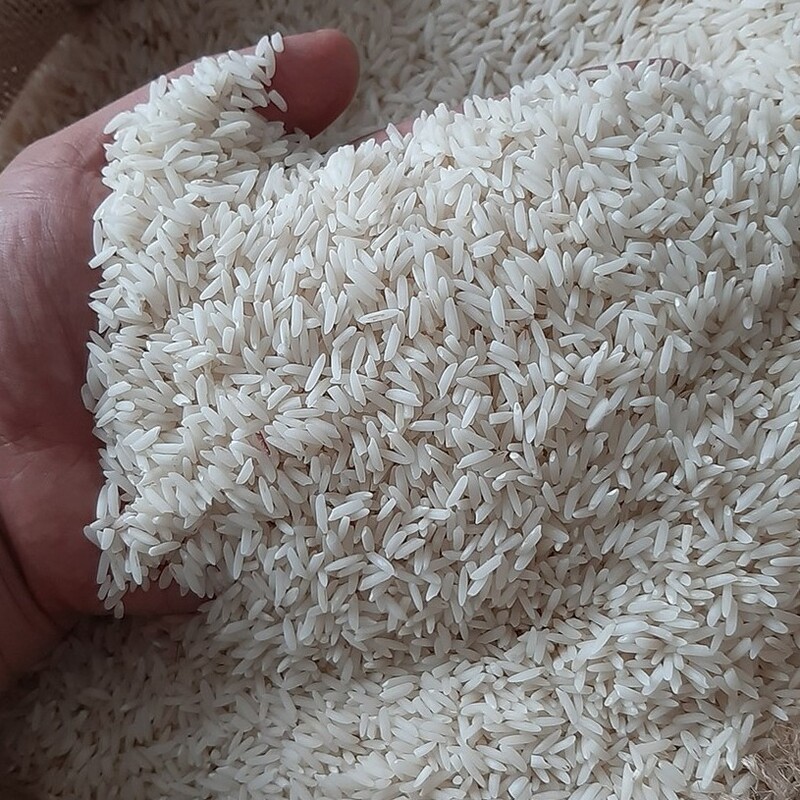 برنج طارم بینام شمال (برنج پر محصول شمال) قیمت مناسب 10کیلویی