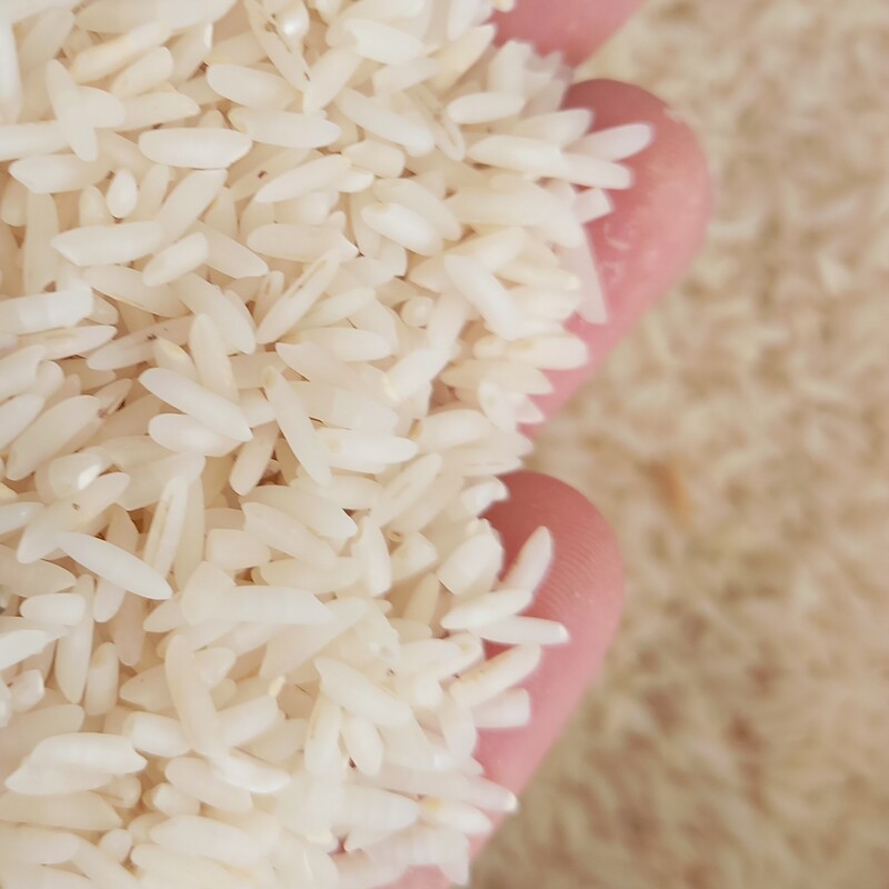 برنج طارم هاشمی کشت دوم مازندران 10 کیلویی ارسال رایگان