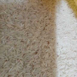 برنج فجر  مازندران