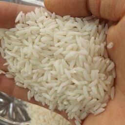 برنج طارم محلی بسته بندی 10 کیلویی برداشت فریدونکنار امساله