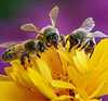 زنبور طلایی گلپا