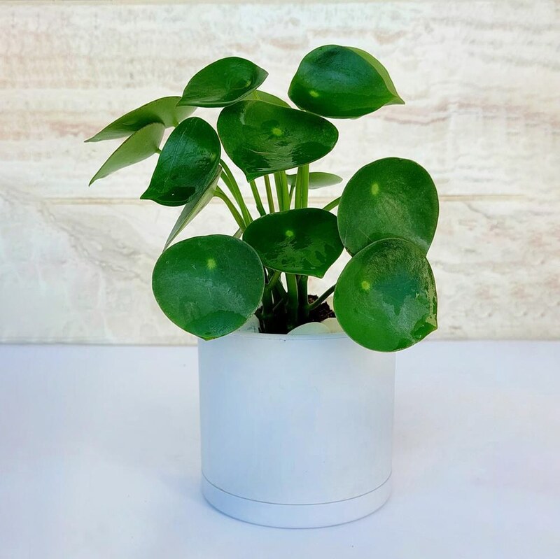 پپرومیا قطره باران گیاه آپارتمانی خاص و زیبا به همراه گلدان پلیمری