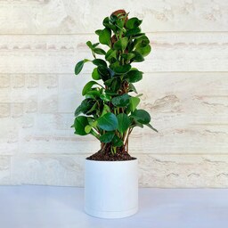 پپرومیا قاشقی چماقی گیاه آپارتمانی مقاوم و زیبا به همراه گلدان پلیمری