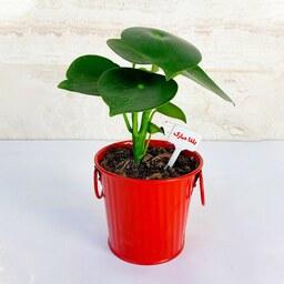پپرومیا قطره باران گیاه آپارتمانی جذاب به همراه گلدان فلزی هدیه یلدایی خاص