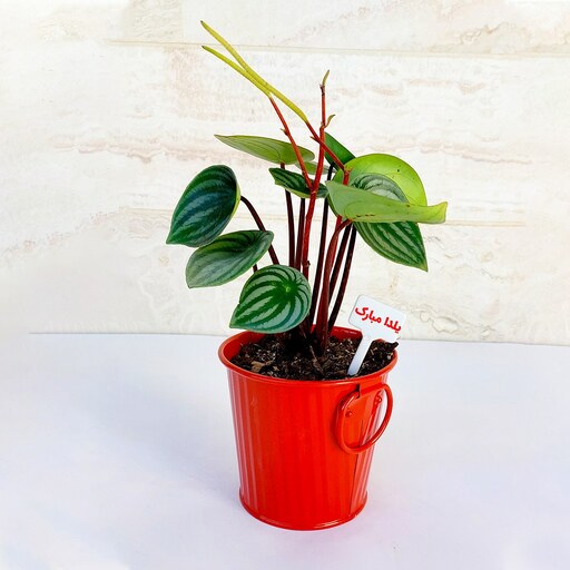پپرومیا هندوانه گیاه آپارتمانی زیبا به همراه گلدان فلزی هدیه یلدایی زیبا و خاص