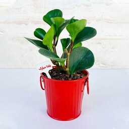 پپرومیا قاشقی سبز گیاه آپارتمانی مقاوم به همراه گلدان فلزی هدیه یلدایی زیبا و خاص