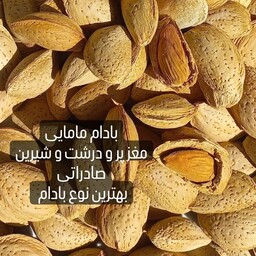 بادام مامایی صادراتی 