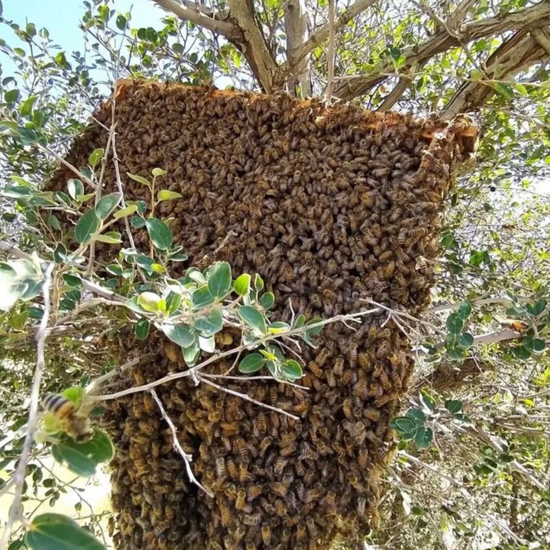 عسل جنگلی ارگانیک خام طبیعی ساکارز 1درصد1کیلویی سبلان (مستقیم از زنبوردار)
