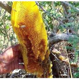 عسل جنگلی ارگانیک خام طبیعی ساکارز 1درصد1کیلویی سبلان (مستقیم از زنبوردار)