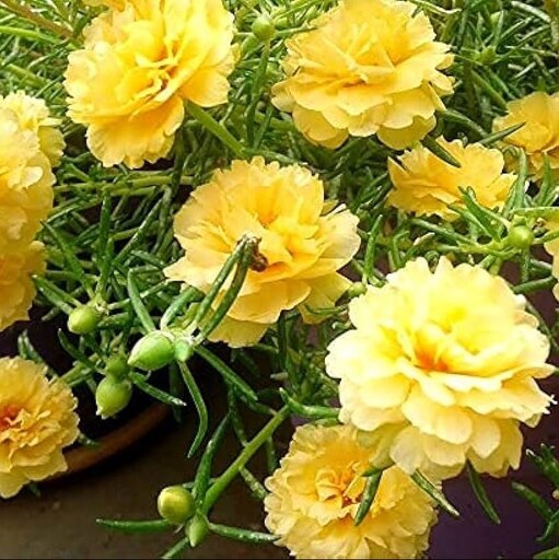 بذر گل زینتی ناز آفتابی زرد یا خرفه زینتی پرپر