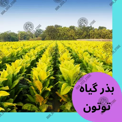 بذر گیاه دارویی توتون - بسته 1 گرمی