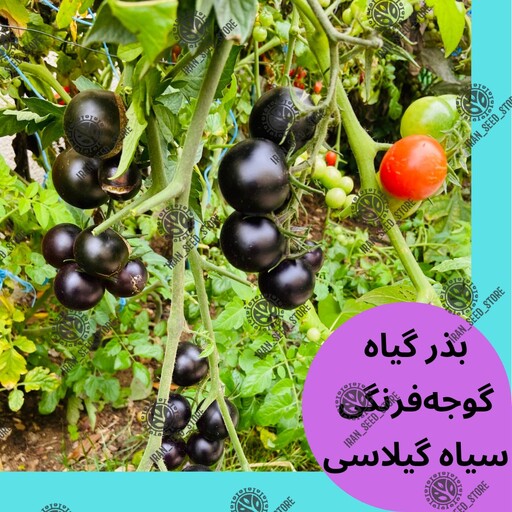 بذر گوجه فرنگی سیاه گیلاسی یا چری سیاه - Cherry Black Tomato