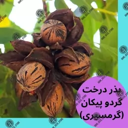 بذر درخت گردو پیکان یا پکان یا گردوی آمریکایی رقم درشت و پرمحصول - گرمسیری