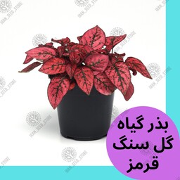 بذر گیاه آپارتمانی گل سنگ قرمز - Red Hypoestes