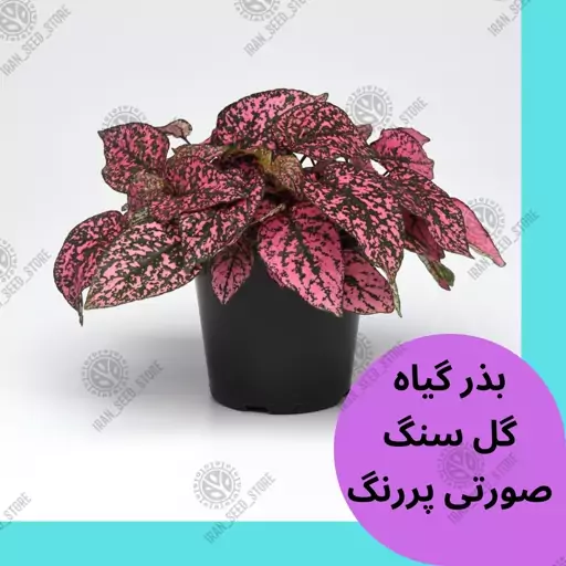 بذر گیاه آپارتمانی گل سنگ صورتی پررنگ - Pink Hypoestes