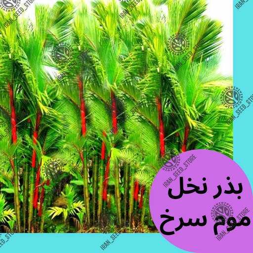 بذر گیاه آپارتمانی نخل موم سرخ یا رژ لبی - Cyrtostachys lakka