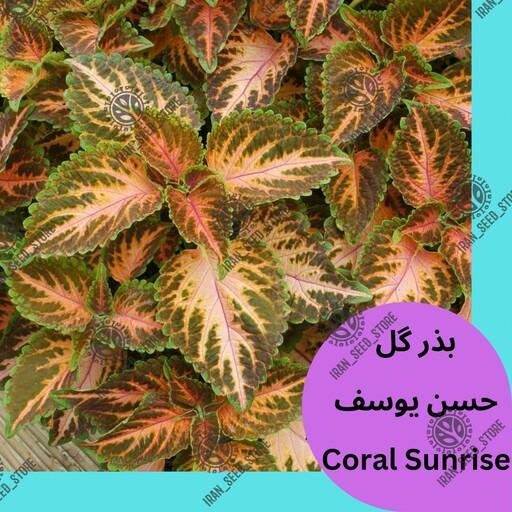 بذر گیاه آپارتمانی حسن یوسف رقم کورال سانرایز - Coral Sunrise Coleus