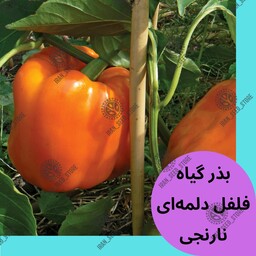 بذر فلفل دلمه ای نارنجی - پربار - F1