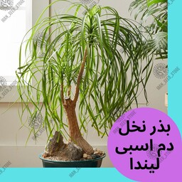 بذر گیاه آپارتمانی نخل دم اسبی یا لیندا - Ponytail palm