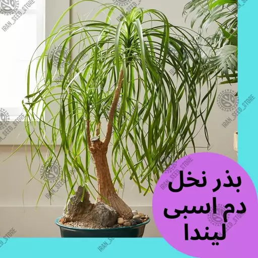 بذر گیاه آپارتمانی نخل دم اسبی یا لیندا - Ponytail palm